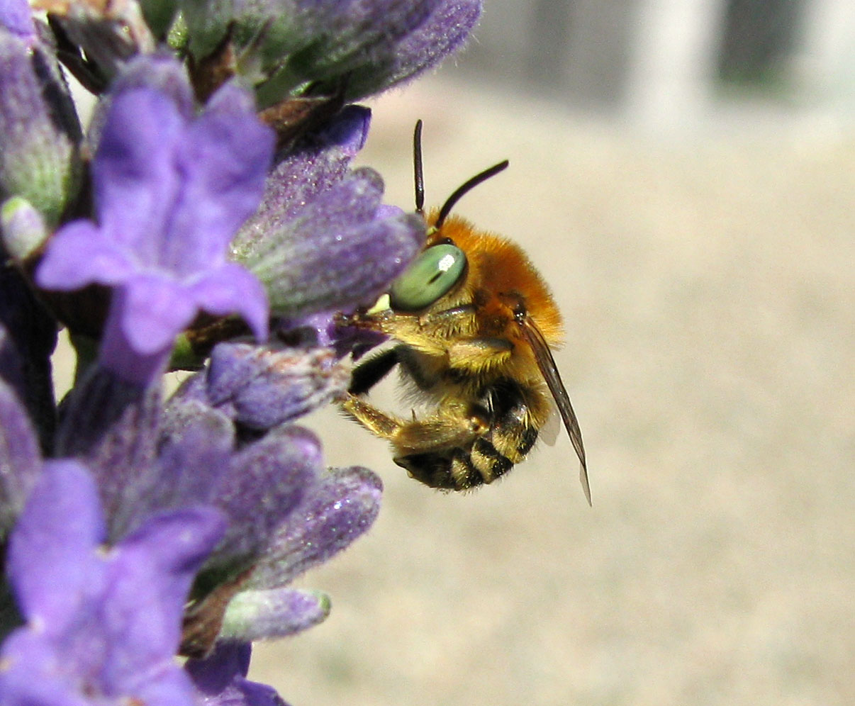 Occhi verdi: Amegilla sp. (Apidae Anthophorinae).